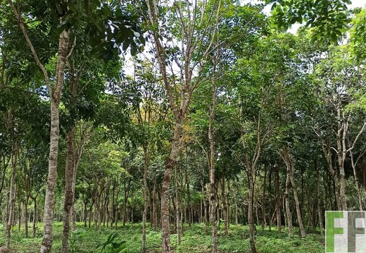 Finca La Relojera IV