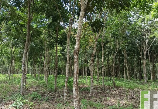 Finca La Relojera IV