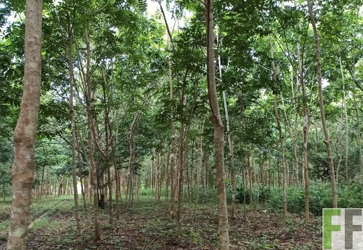 Finca La Relojera IV