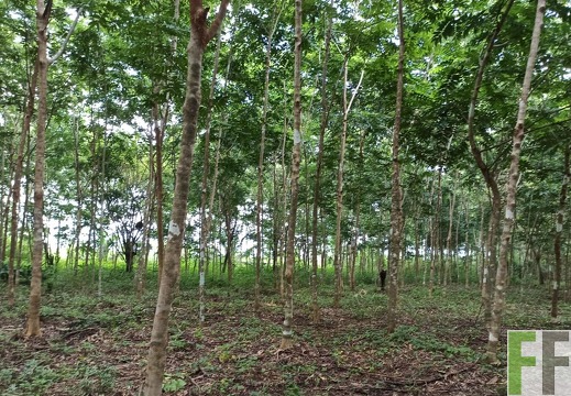 Finca La Relojera IV