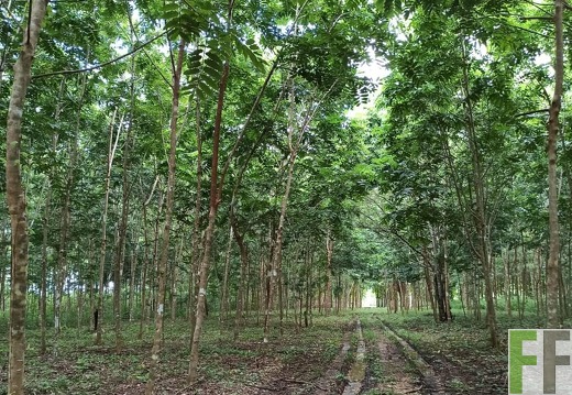 Finca La Relojera IV