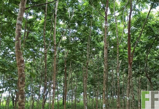 Finca La Relojera IV