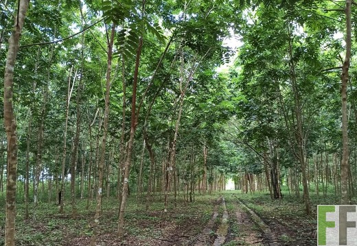 Finca La Relojera IV