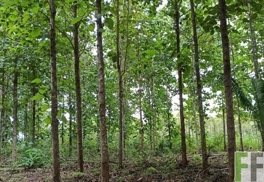 Finca La Relojera IV