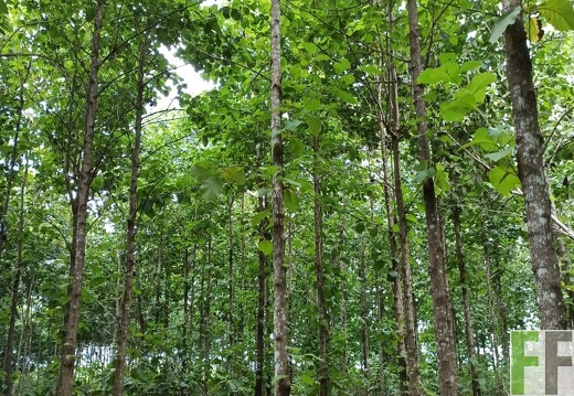 Finca La Relojera IV