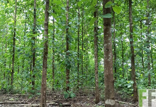 Finca La Relojera III