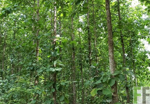 Finca La Relojera III