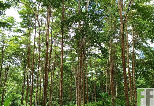 Finca La Relojera III