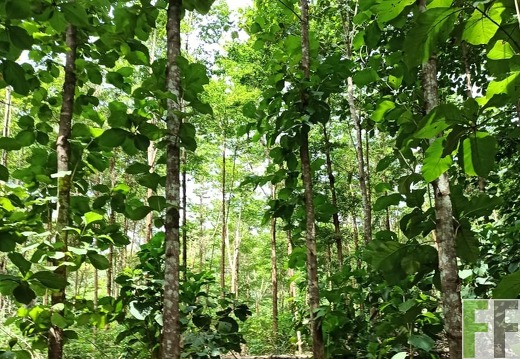 Finca La Relojera III