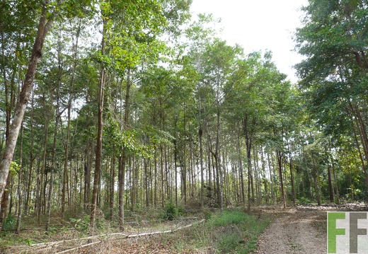 Finca La Relojera III