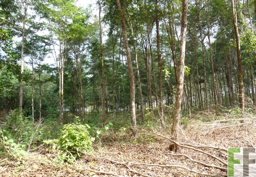 Finca La Relojera III