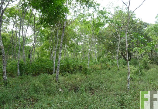 Finca La Relojera III