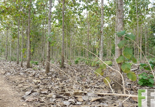 Finca La Relojera III