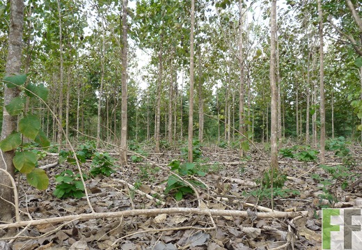 Finca La Relojera III