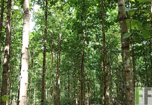 Finca La Relojera I und II