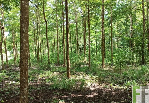 Finca La Relojera I-II