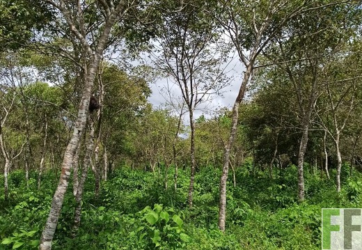 Finca La Relojera I-II