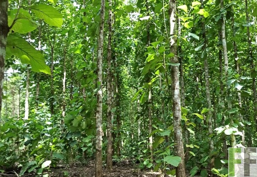 Finca La Relojera I-II