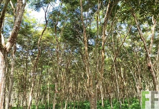 Finca La Relojera I-II