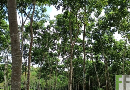 Finca La Relojera I-II