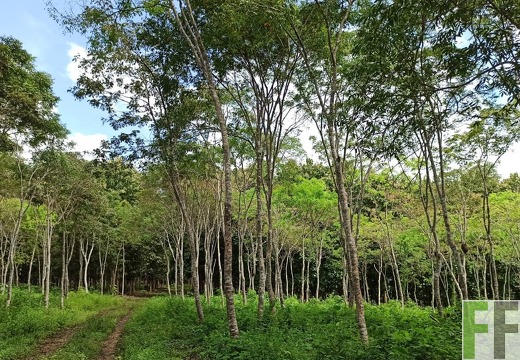 Finca La Relojera I-II