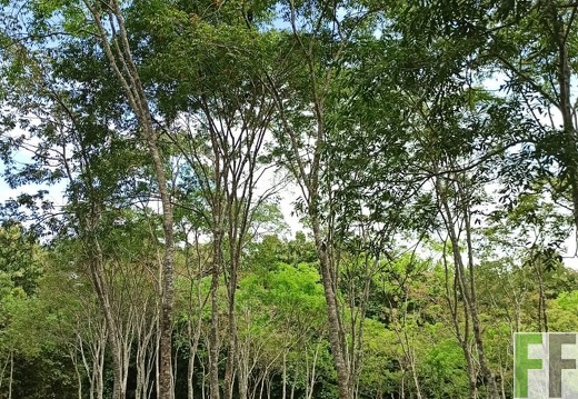 Finca La Relojera I-II