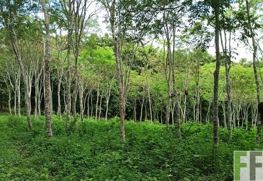 Finca La Relojera I-II