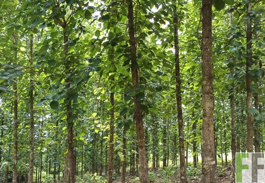 Finca La Relojera I-II