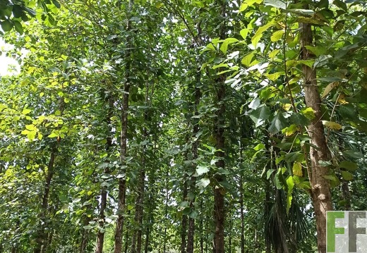 Finca La Relojera I-II