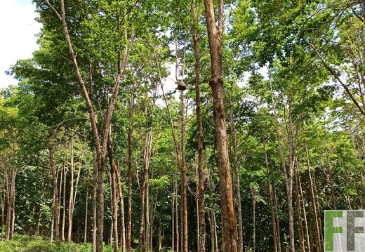 Finca La Relojera I-II