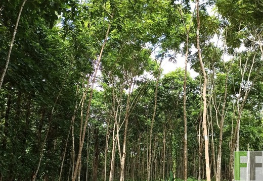 Finca La Relojera I-II