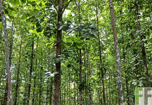 Finca La Relojera I-II