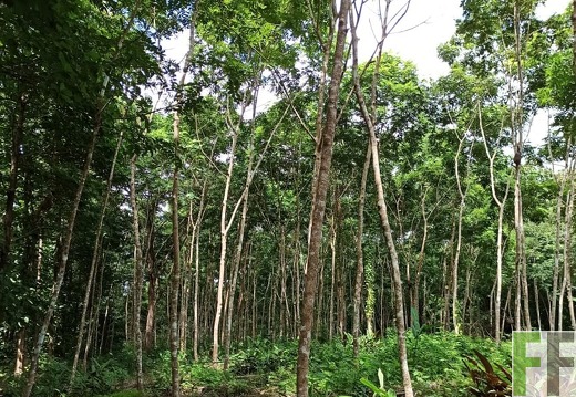 Finca La Relojera I-II