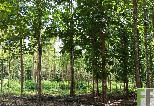 Finca La Relojera I-II