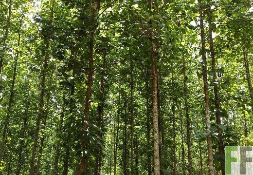 Finca La Relojera I-II