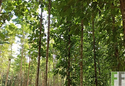 Finca La Relojera I-II