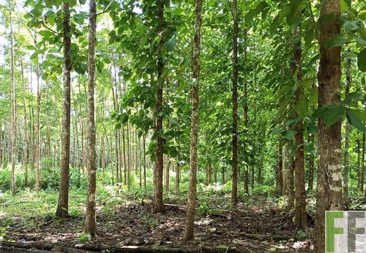 Finca La Relojera I-II