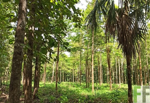 Finca La Relojera I-II