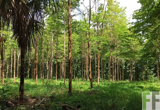 Finca La Relojera I-II