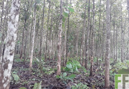 Finca Porto Chao III