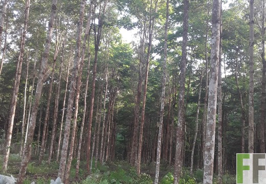 Finca Porto Chao III