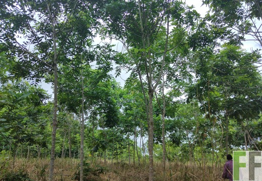 Finca Porto Chao III