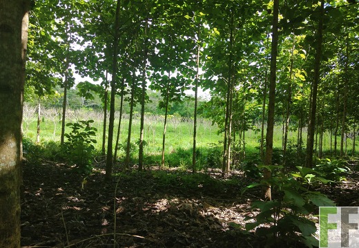 Finca Porto Chao III