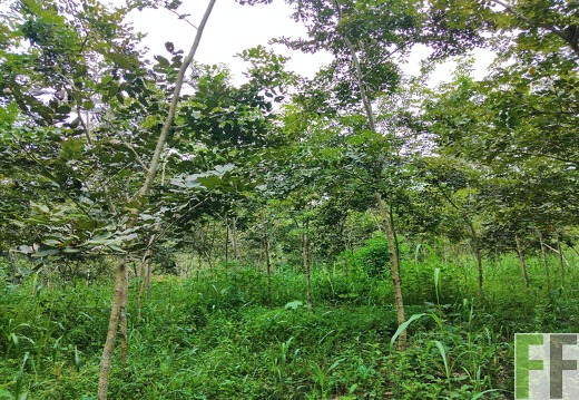 Finca Porto Chao I-II