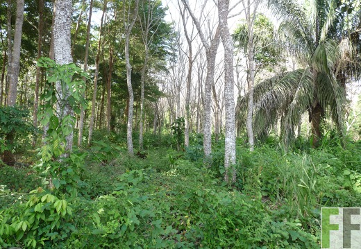 Finca Ojo de Agua I-II