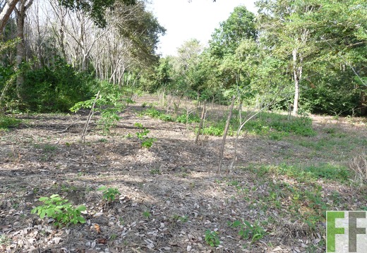 Finca Ojo de Agua I-II