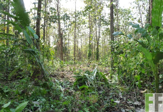 Finca Ojo de Agua I-II