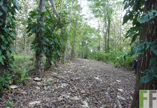 Finca Ojo de Agua I-II