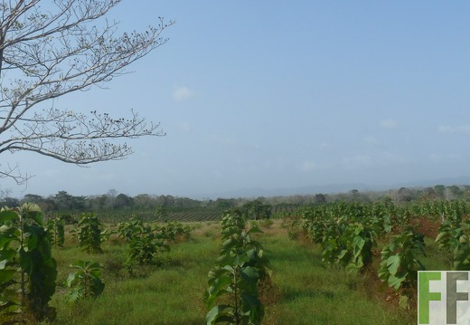 Finca Lara