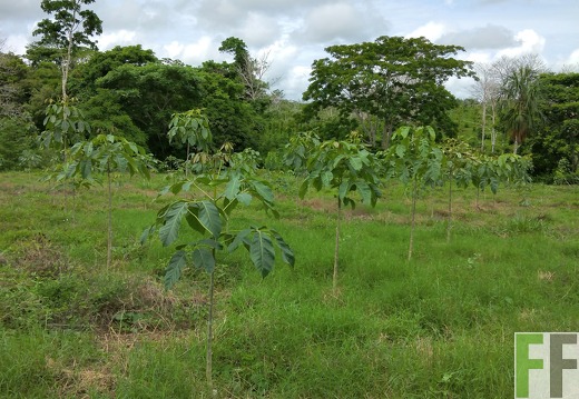 Finca Lara